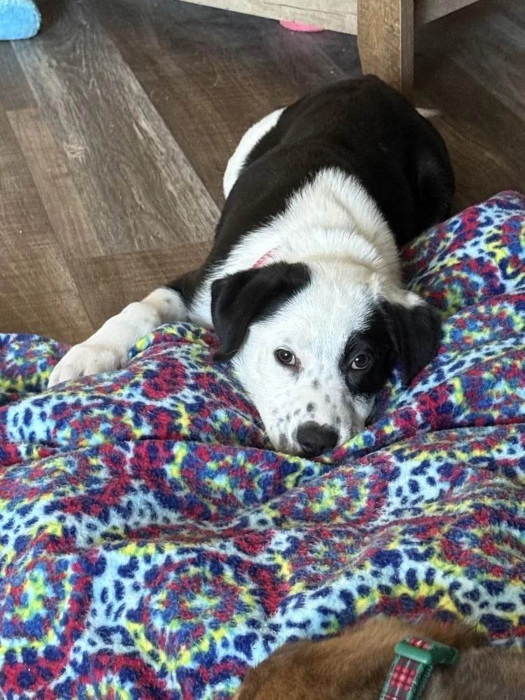 Miller Baby thumbnail 6