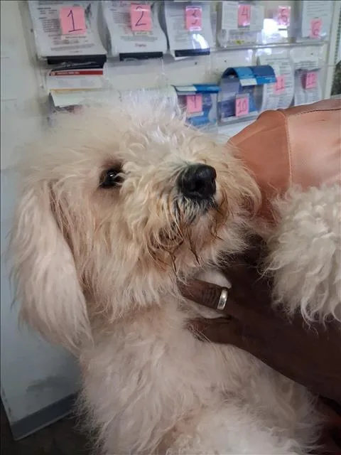 An adult medium-sized female Poodle dog named Paris for adoption in Los Angeles, CA