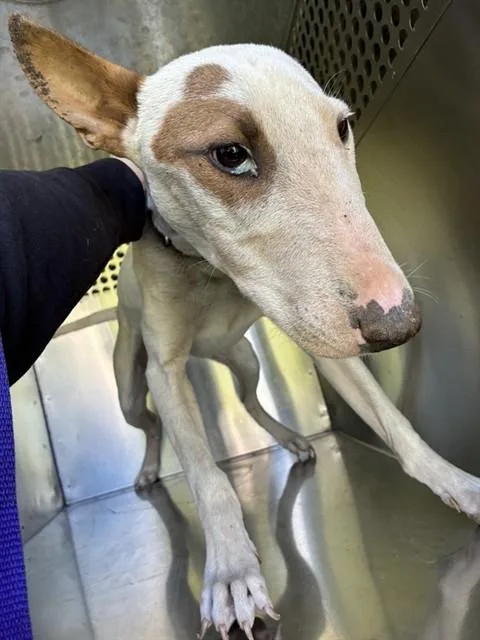 A young large-sized male Bull Terrier dog named Toro for adoption in Phoenix, AZ
