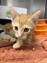 A baby small-sized male Domestic Short Hair cat named Luca for adoption in West Chester, PA