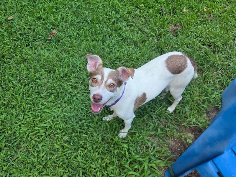 Stewie
