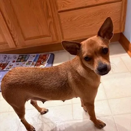 A young small-sized female Chihuahua dog named Zelda+ for adoption in Elk Grove Village, IL