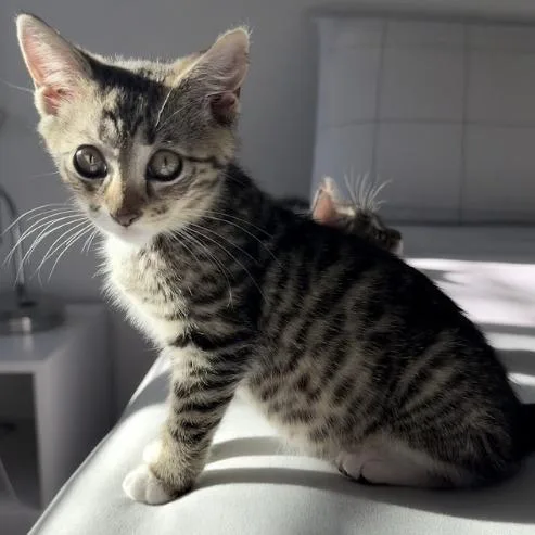 A baby small-sized female Brown / Chocolate Domestic Short Hair cat named Rue for adoption in St. Helena, CA