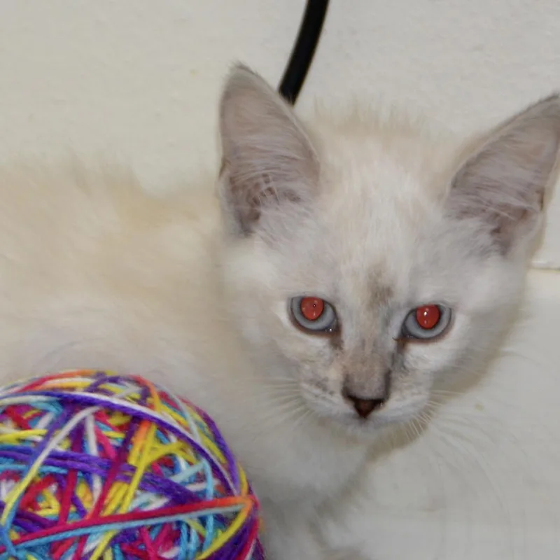 A baby small-sized female Lilac Point Domestic Short Hair cat named Funyun for adoption in Los Angeles, CA
