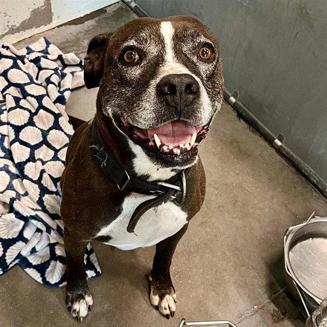 A senior large-sized male Boxer dog named Scuba Steve for adoption in Tavares, FL