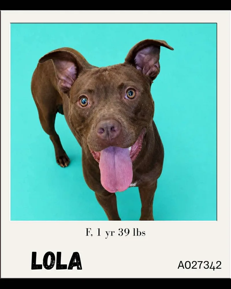 Lola