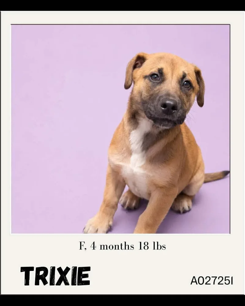 Trixie