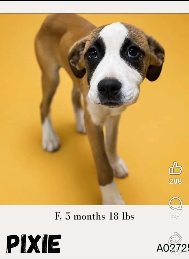 A baby small-sized female Mixed Breed dog named Pixie for adoption