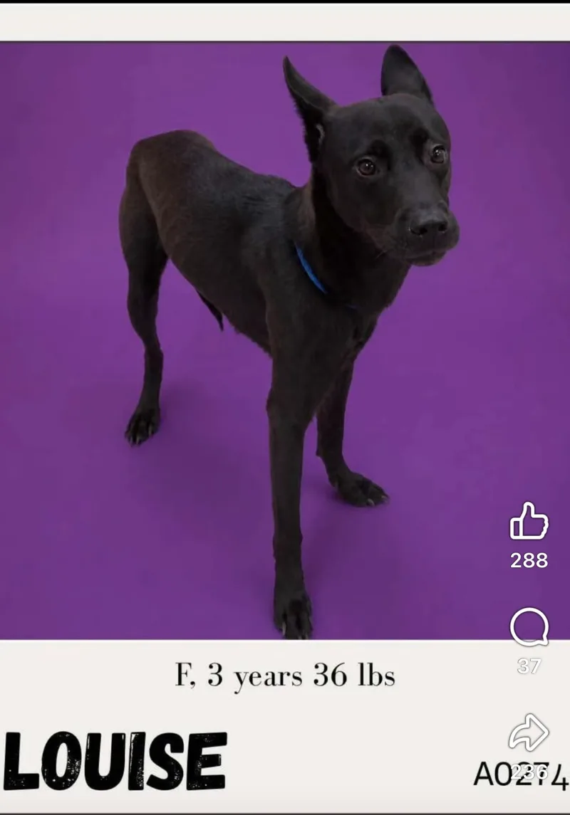 An adult medium-sized female Black German Shepherd Dog dog named Louise for adoption