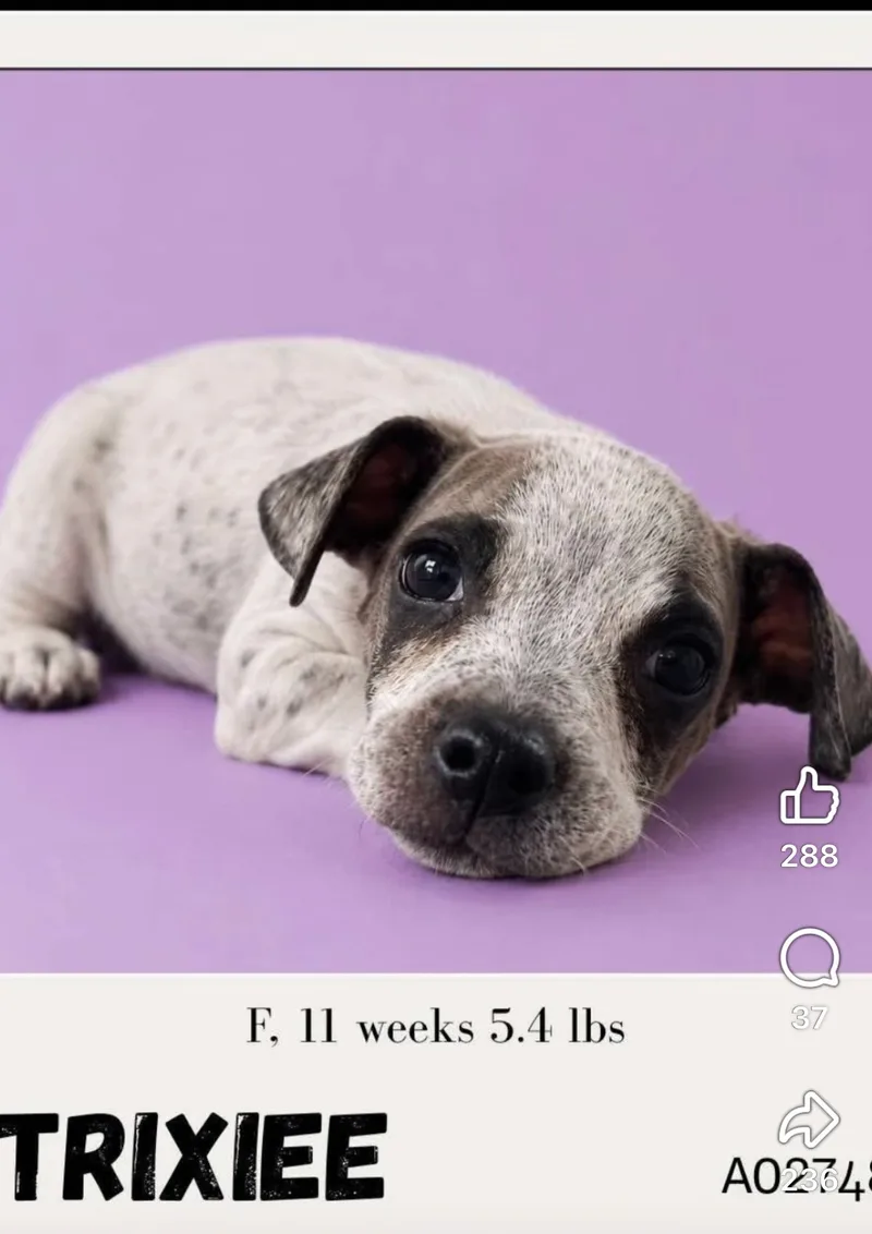 A baby small-sized female Mixed Breed dog named Trixiee for adoption