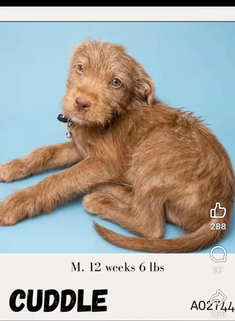 A baby small-sized male Terrier dog named Cuddle for adoption