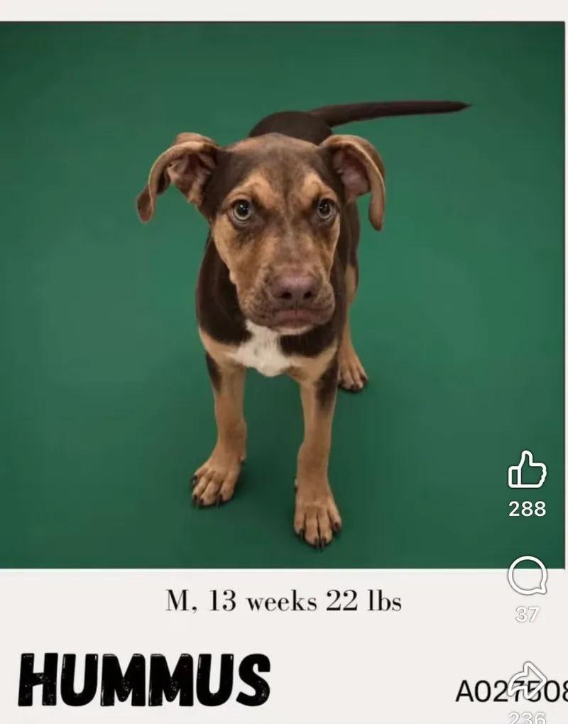 A baby small-sized male Pit Bull Terrier dog named Hummus for adoption
