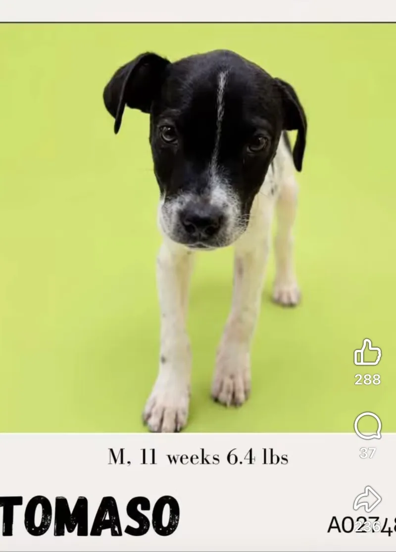 A baby small-sized male White Mixed Breed dog named Tomaso for adoption