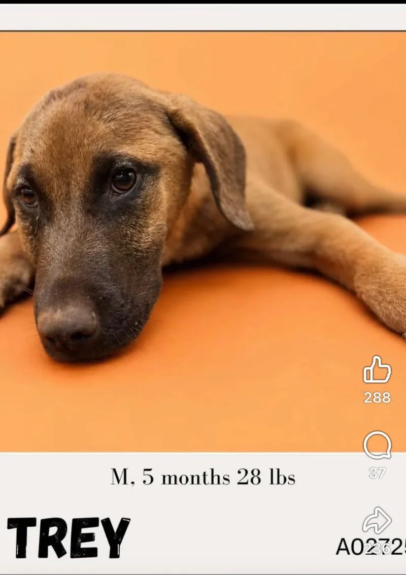 A baby medium-sized male Black Mouth Cur dog named Trey for adoption
