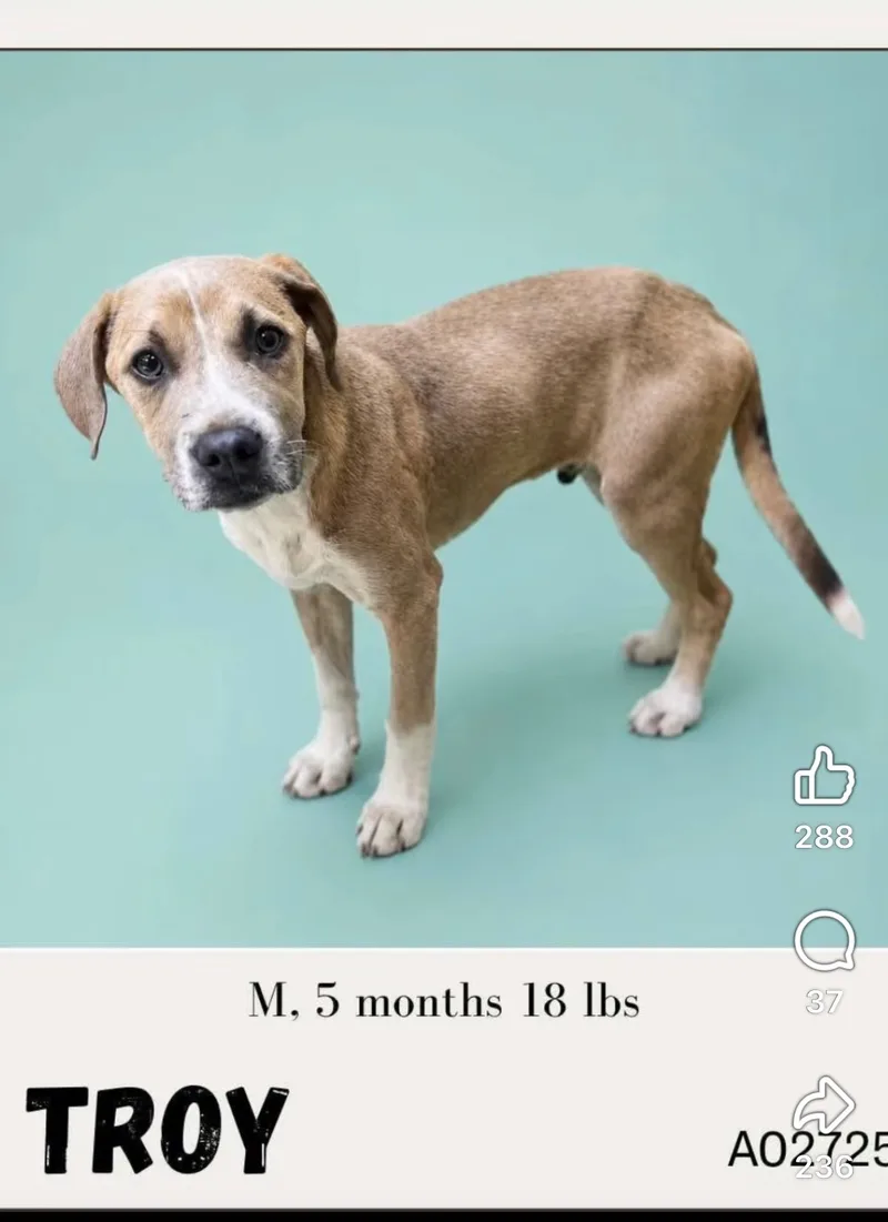 A baby small-sized male Mixed Breed dog named Troy for adoption
