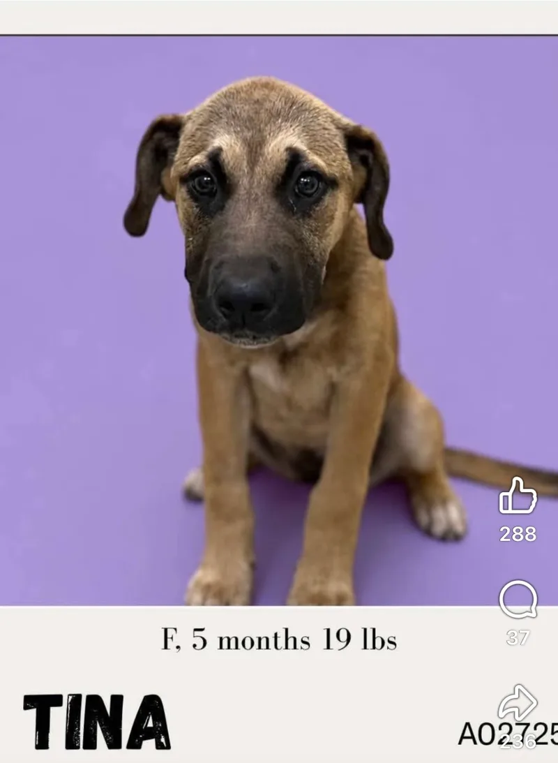 A baby small-sized female Mixed Breed dog named Tina for adoption