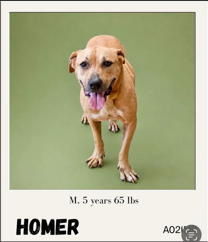 An adult large-sized male Pit Bull Terrier dog named Homer for adoption