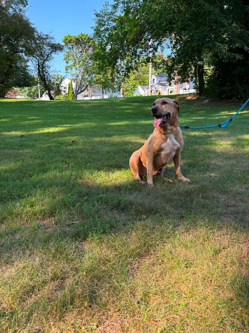 An adult large-sized male Gold Labrador Retriever dog named Homer AKA "Homie" for adoption