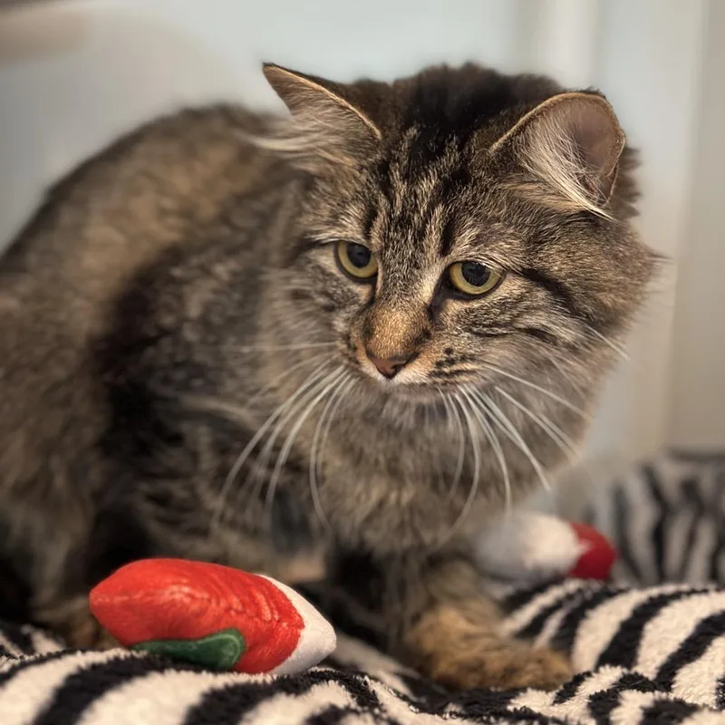 A young medium-sized female Brown / Chocolate Domestic Medium Hair cat named Cow Pie for adoption in Matteson, IL