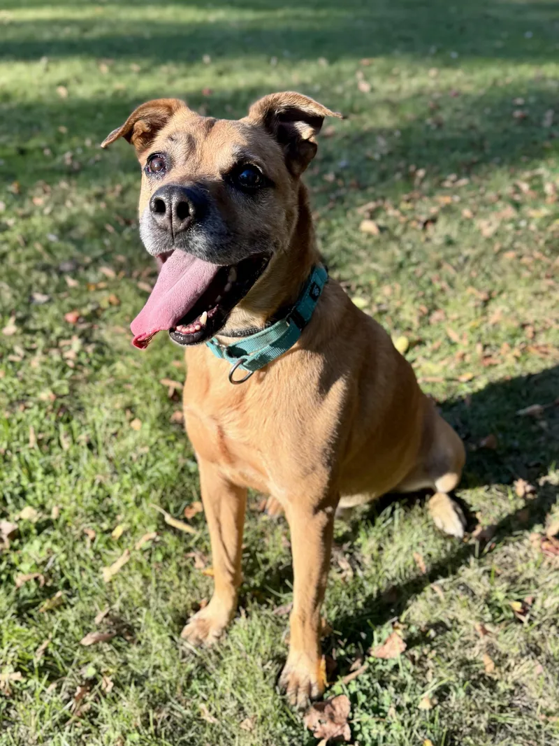 A senior medium-sized male Yellow / Tan / Blond / Fawn Mixed Breed dog named Shep for adoption in Midland, MI