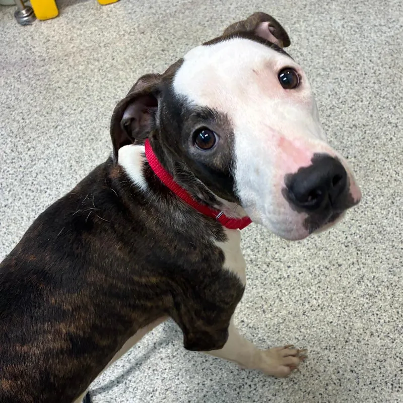 A young medium-sized female Brown / Chocolate Mixed Breed dog named Cheryl for adoption in Oak Park, IL