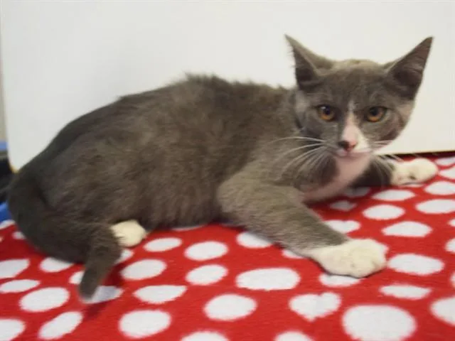 A baby small-sized female Domestic Short Hair cat named Helena for adoption in Sacramento, CA