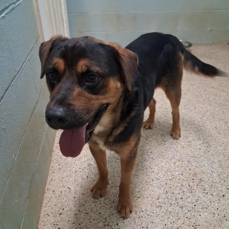 An adult medium-sized male Black Rottweiler dog named Poppa for adoption in LOXAHATCHEE, FL