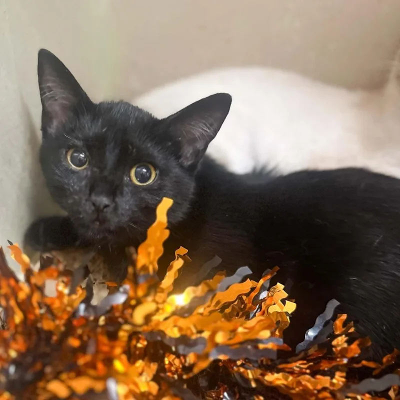 A baby small-sized female Black Domestic Short Hair cat named Ainsley for adoption in Groveland, MA