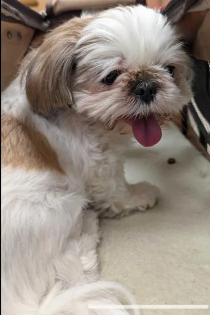 Daisy