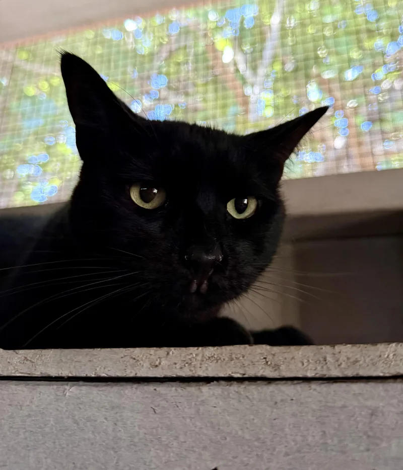 An adult medium-sized female Black Domestic Short Hair cat named Evie for adoption in Marana, AZ
