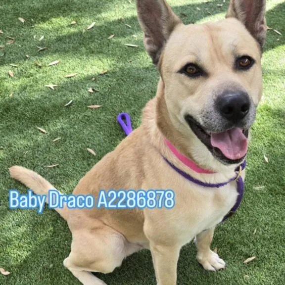 An adult large-sized male Shepherd dog named Baby Drako for adoption in Los Angeles, CA