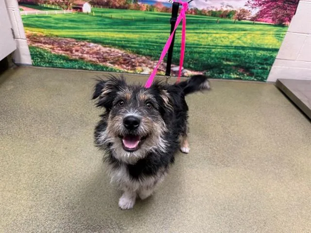 A young small-sized male Terrier dog named Pike for adoption in Moreno Valley, CA