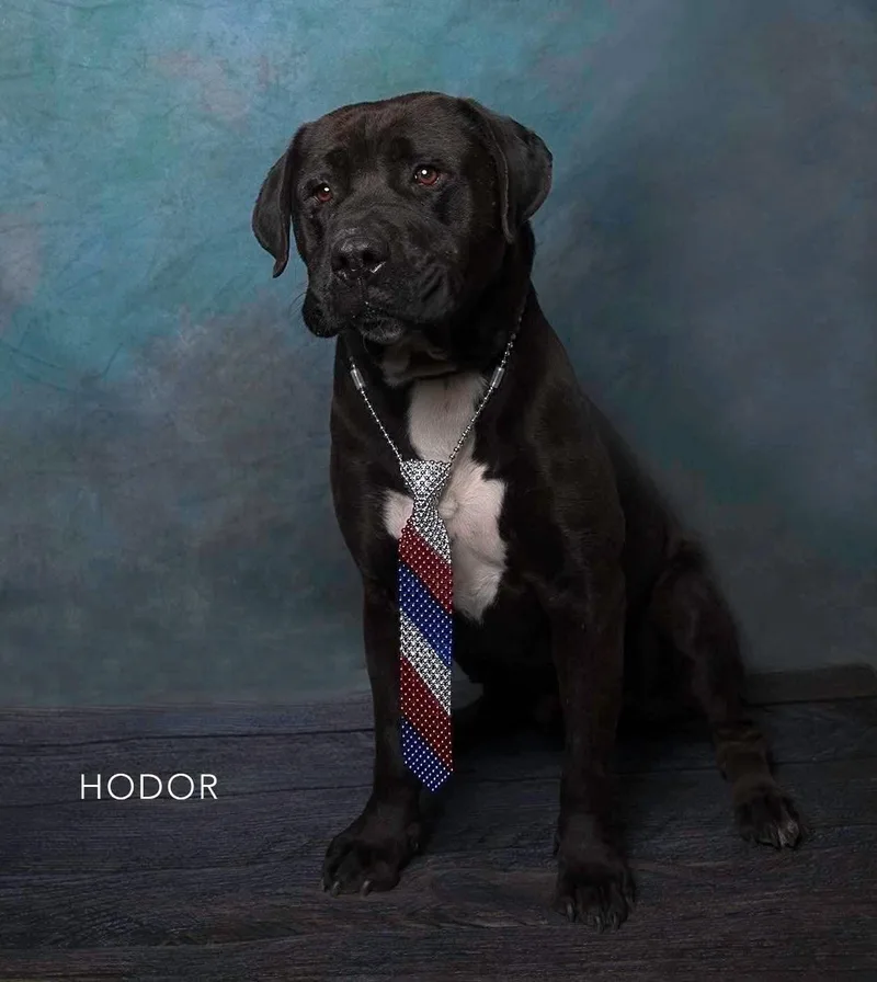 An adult extra large-sized male Labrador Retriever dog named Hugo for adoption in San Diego, CA