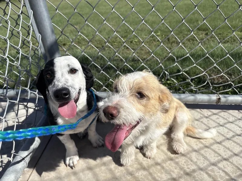 Finnegan and Mojo thumbnail 2