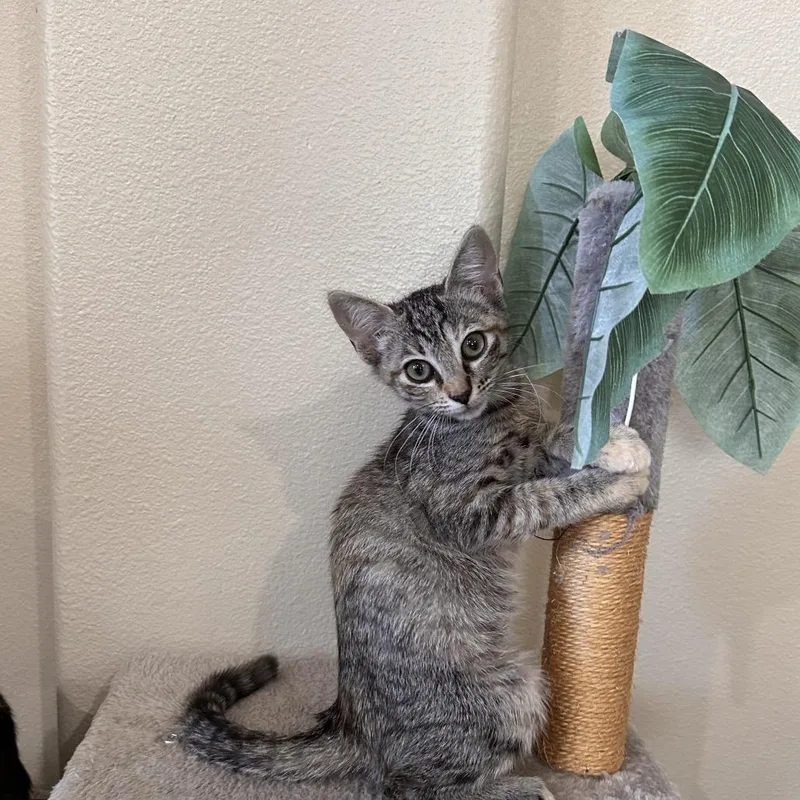 A baby small-sized female Gray / Blue / Silver Domestic Short Hair cat named Susie Q for adoption in Tustin, CA
