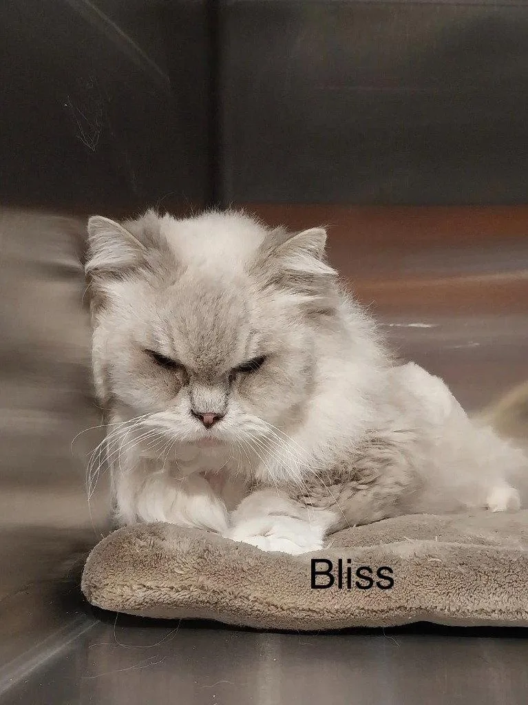 An adult small-sized female Ragdoll cat named Bliss for adoption in Saint George, UT