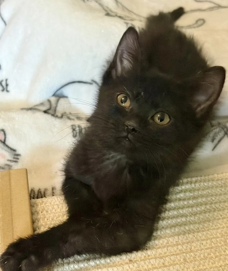A baby small-sized female Black Domestic Short Hair cat named Wendy for adoption in O'Fallon, MO
