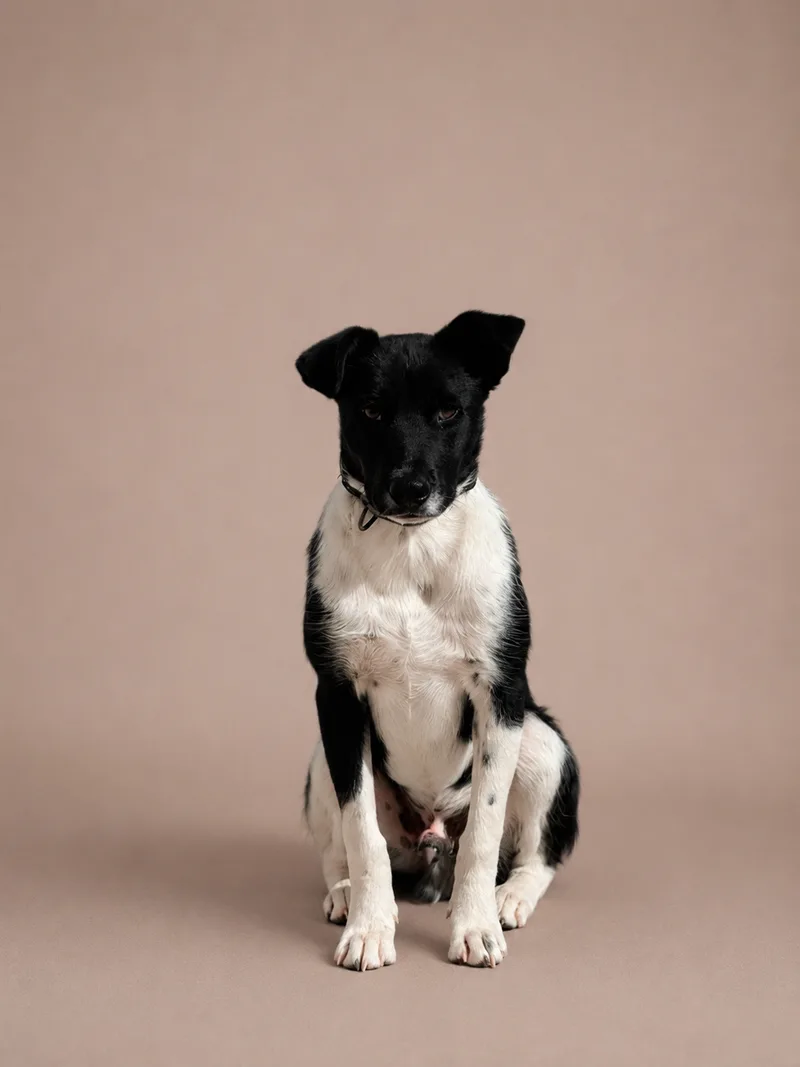 A baby medium-sized male Border Collie dog named Snoopy for adoption