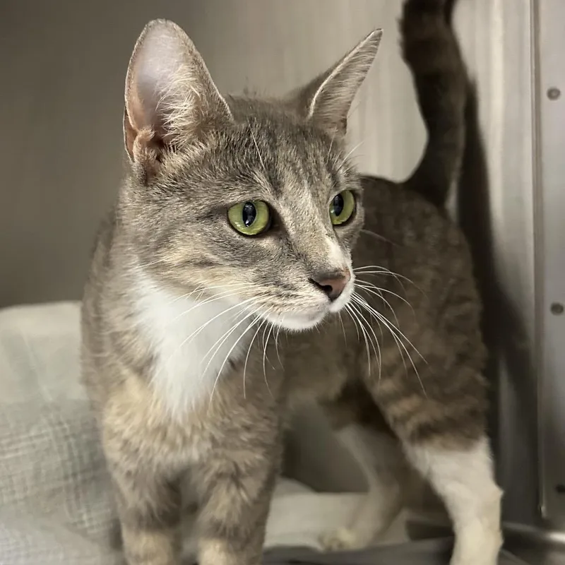 A young medium-sized female Gray / Blue / Silver Domestic Long Hair cat named Moxie for adoption in Lynchburg, VA