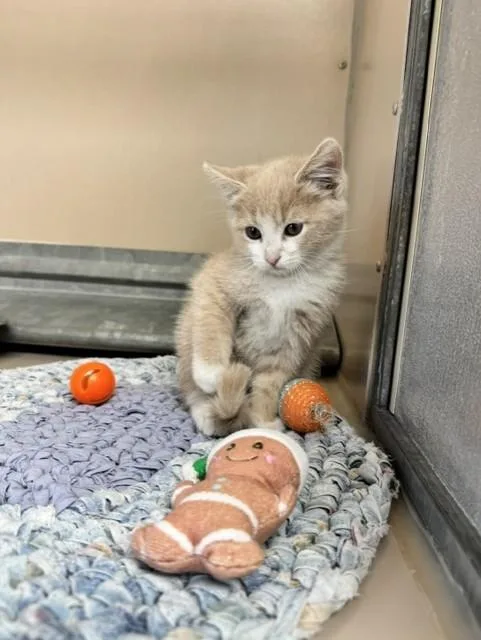 A young medium-sized male Buff & White Domestic Short Hair cat named Simba Jr. for adoption in Elko, NV