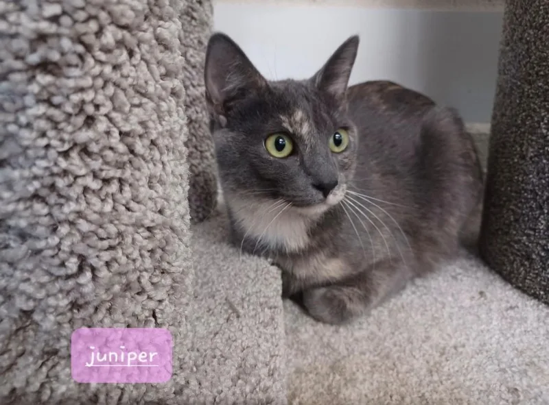 A young medium-sized female Gray / Blue / Silver Domestic Short Hair cat named Cece & Juniper for adoption in Walworth, WI