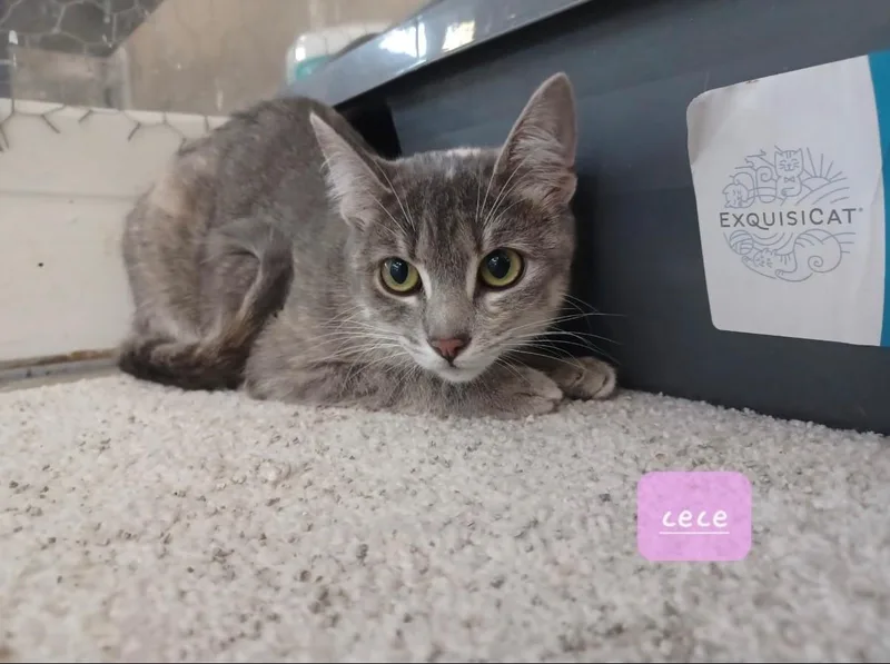 Cece & Juniper thumbnail 2