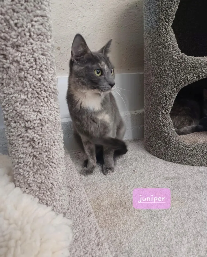 Cece & Juniper thumbnail 3