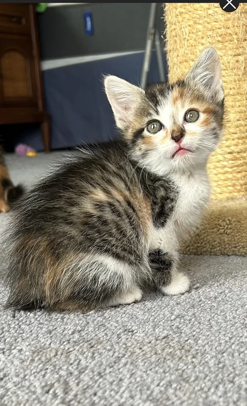 A baby small-sized female Calico American Shorthair cat named Elsa for adoption