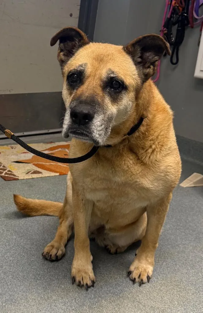 A senior large-sized female Mixed Breed dog named Dakota for adoption in Sapulpa, OK