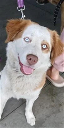 A young large-sized female Labrador Retriever dog named Pelusa for adoption in Los Angeles, CA