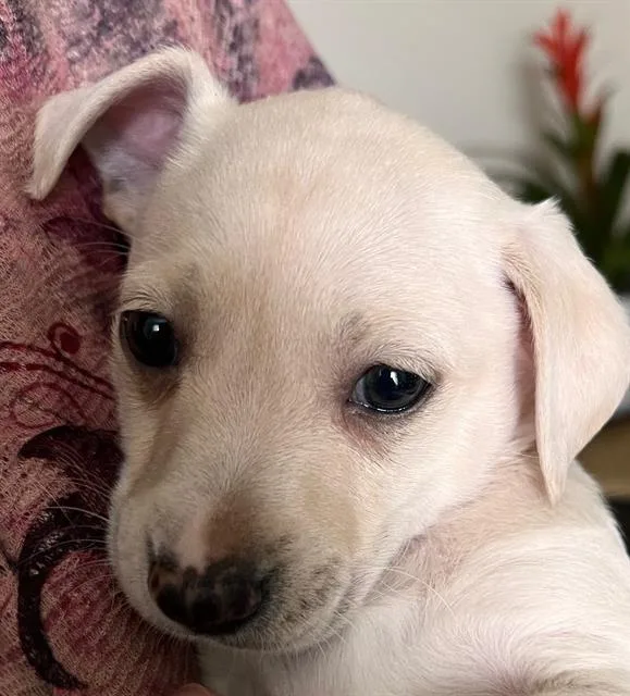 A baby small-sized male Labrador Retriever dog named Peabody for adoption in San Antonio, TX