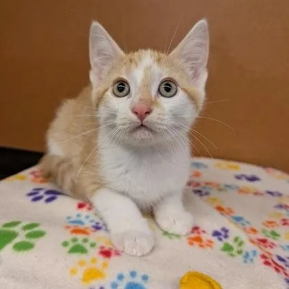 A baby small-sized male Tabby (Orange / Red) Domestic Short Hair cat named Tiesto for adoption in Rochester, MN