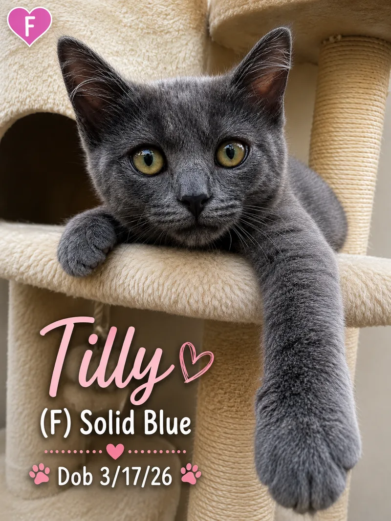 A baby small-sized female Solid Blue Domestic Short Hair cat named Tilly for adoption