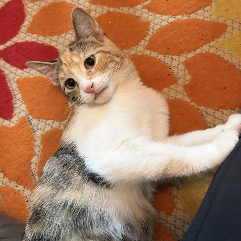 A baby small-sized female Calico Domestic Short Hair cat named Tygra for adoption in Denison, TX